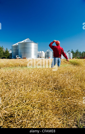 Farmer donne sur la récolte à maturité sur le terrain prêt Banque D'Images