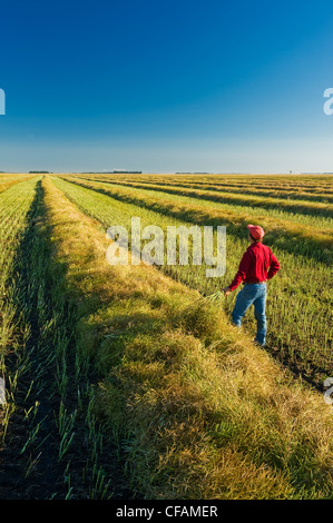 Un homme donne sur un champ de canola en andains près de Dugald (Manitoba), Canada Banque D'Images