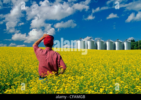 Un homme donne sur un champ de colza en fleurs avec des cellules à grains(silos) dans l'arrière-plan, près de Somerset, Manitoba, Canada Banque D'Images