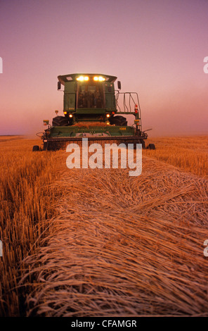 Une moissonneuse-batteuse récoltes de blé de printemps dans la lumière du soir, près de Dugald (Manitoba), Canada Banque D'Images