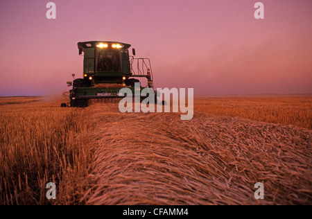 Une moissonneuse-batteuse récoltes de blé de printemps dans la lumière du soir, près de Dugald (Manitoba), Canada Banque D'Images