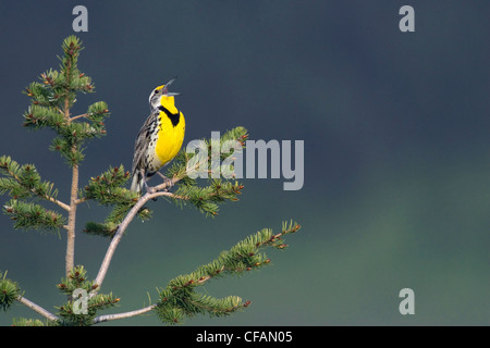 Sturnelle de l'Ouest (Sturnella neglecta) chanter dans les prairies de la Colombie-Britannique Banque D'Images