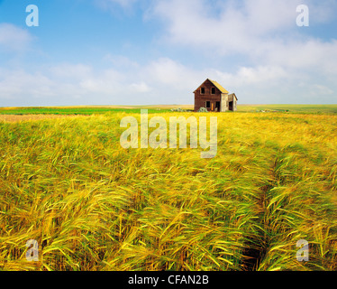 Ferme abandonnée dans l'orge champ près de Cadillac, Saskatchewan, Canada Banque D'Images