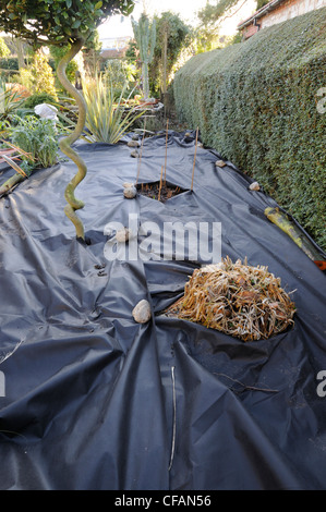 Placer la membrane autour de weedproof jardinier Bay Tree tire-bouchon avant de les recouvrir de bardeau, UK, Décembre Banque D'Images