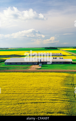 Des champs de colza en fleurs avec porcheries en arrière-plan, près de Niverville, au Manitoba, Canada Banque D'Images