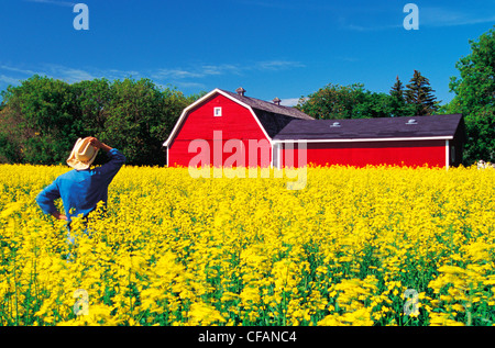 Farmer standing dans blooming champ de canola avec grange rouge en arrière-plan, près de Winnipeg, Manitoba, Canada Banque D'Images