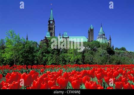 Édifices du Parlement Vue du parc Major's Hill dans le champ de tulipes rouges, Ottawa, Ontario, Canada Banque D'Images