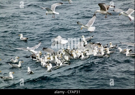 La Mouette tridactyle (Rissa tridactyla) dans l'alimentation de la réserve écologique de Witless Bay, Terre-Neuve et Labrador, Canada. Banque D'Images