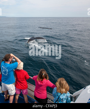 Les observateurs de baleines à bosse de visualisation Banque D'Images