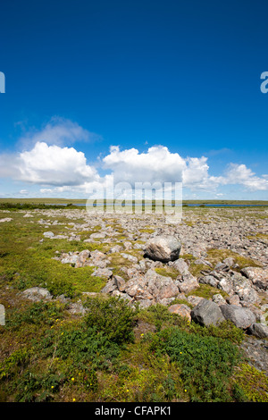 Des roches couvertes de lichen dans la région sauvage d'Avalon, à Terre-Neuve et Labrador, Canada. Banque D'Images