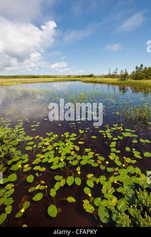 Pond-Lily jaune (Nuphar lutea) dans un étang dans la région sauvage d'Avalon, à Terre-Neuve et Labrador, Canada. Banque D'Images