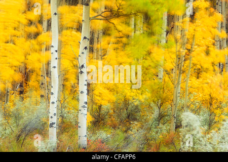 Vent en forêt de trembles (Populus tremuloides), Kootenay Plains, Alberta, Canada Banque D'Images