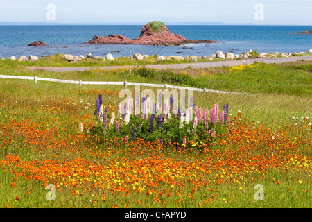 Domaine de fleurs sauvages le long du littoral à Heart's Content, Terre-Neuve et Labrador, Canada. Banque D'Images