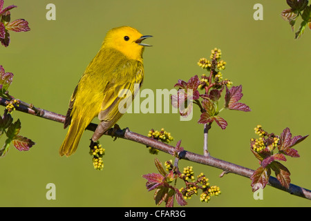 La paruline jaune (Dendroica petechia) perché sur une branche, chant, près de Long Point, en Ontario, Canada Banque D'Images