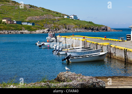 Les bateaux de pêche amarrés au quai dans Winterton, Terre-Neuve et Labrador, Canada. Banque D'Images