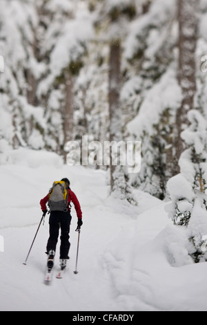 Un jeune skieur de télémark femme uptracking au col Rogers, British Columbia, Canada Banque D'Images