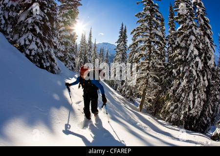 Un jeune skieur de télémark femme uptracking au col Rogers, Glacier National Park, British Columbia, Canada Banque D'Images