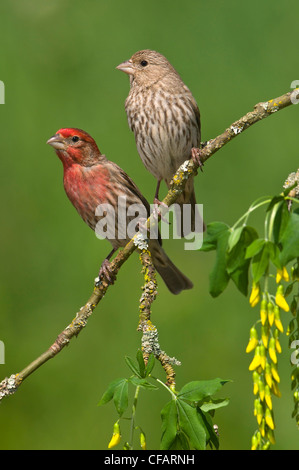 Les roselins familiers mâles et femelles (Carpodacus mexicanus) sur plum blossoms à Victoria, île de Vancouver, Colombie-Britannique, Canada Banque D'Images