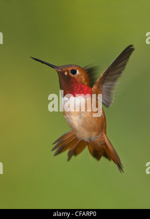 Le colibri mâle (Selasphorus rufus) en vol, Victoria, île de Vancouver, Colombie-Britannique, Canada Banque D'Images