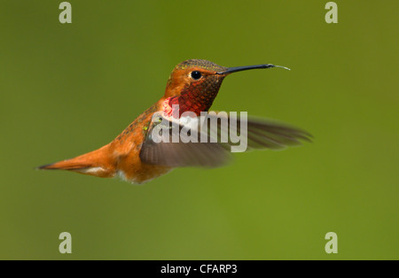 Le colibri mâle (Selasphorus rufus) en vol, Victoria, île de Vancouver, Colombie-Britannique, Canada Banque D'Images