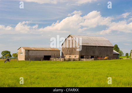 Vaches dans une grange, à Scugog, Ontario, Canada. Banque D'Images