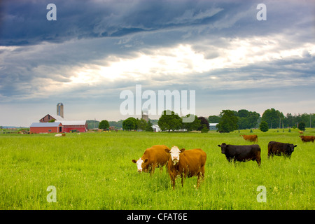 Le pâturage du bétail dans un champ avec une ferme dans l'arrière-plan, Clarington, Ontario, Canada. Banque D'Images