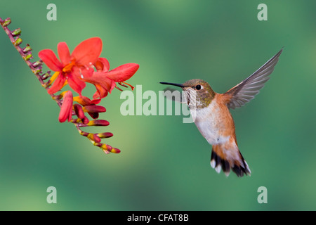 Une femelle (le colibri Selasphorus rufus) s'alimenter à une fleur dans Victoria, île de Vancouver, Colombie-Britannique, Canada Banque D'Images