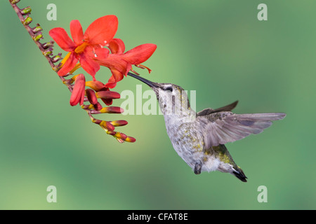 Anna's hummingbird (Calypte anna) s'alimenter à une fleur dans Victoria, île de Vancouver, Colombie-Britannique, Canada Banque D'Images