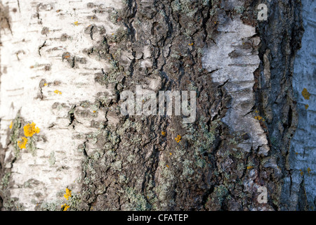 Bouleau blanc européen, Vårtbjörk (Betula pendula) Banque D'Images