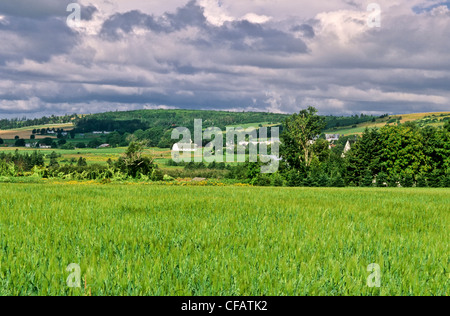 Terres agricoles de Pownal, Prince Edward Island, Canada. Banque D'Images