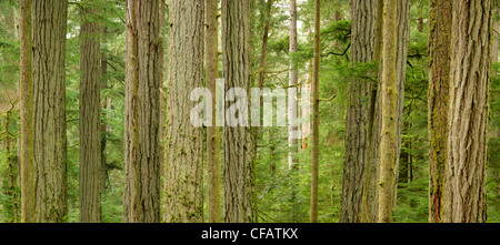 Les sapins de Douglas géants de Cathedral Grove, MacMillan Parc provincial, l'île de Vancouver, Colombie-Britannique, Canada Banque D'Images