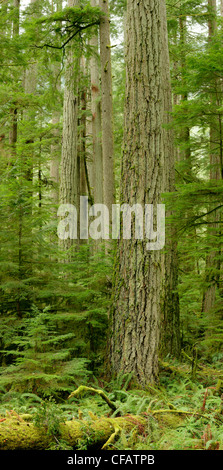 Les sapins de Douglas géants de Cathedral Grove, MacMillan Parc provincial, l'île de Vancouver, Colombie-Britannique, Canada Banque D'Images