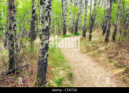 Forêt de trembles et de trail, Big Hill Springs Provincial Park, Cochrane, Alberta, Canada Banque D'Images