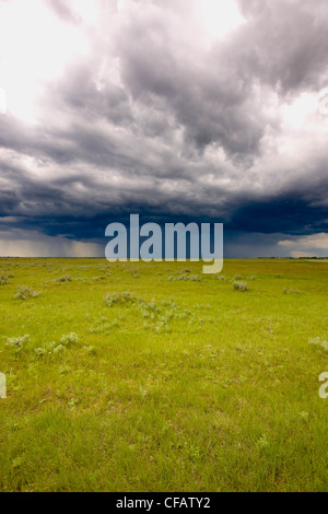 Tempête sur prairie, Dunmore, Alberta, Canada. Banque D'Images