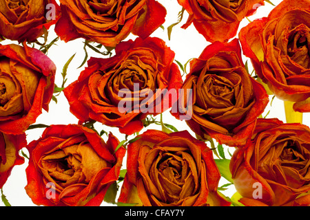 Roses against white background Banque D'Images
