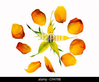 Broken rose avec pétales propagation against white background Banque D'Images