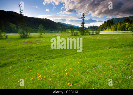 Lauenensee, arnica, Suisse, dans le canton de Berne, Oberland Bernois, lac, lac de montagne, zone littorale, zone littorale, marais, fl Banque D'Images