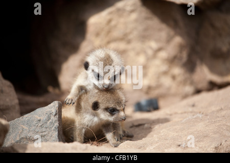 Bébé deux suricates jouant Banque D'Images