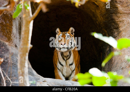 Tigre du Bengale, Bandhavgarh National Park, Madhya Pradesh, Inde Banque D'Images