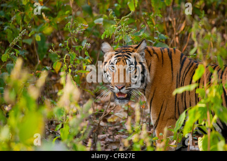 Tigre du Bengale, Bandhavgarh National Park, Madhya Pradesh, Inde Banque D'Images