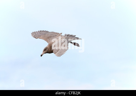 Goéland bourgmestre (Larus hyperboreus) 1er immatures plumage d'hiver en vol Banque D'Images