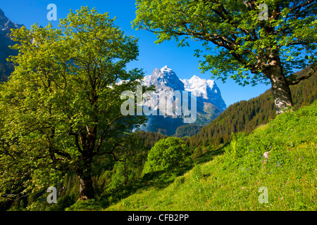 Vallée de Rosenlaui, Suisse, dans le canton de Berne, Oberland Bernois, pâturage, saule, montagnes, arbres, l'érable, de la nature Banque D'Images