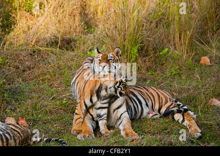 Mère tigre du Bengale avec oursons, Bandhavgarh National Park, le Madhya Pradesh, Inde Banque D'Images