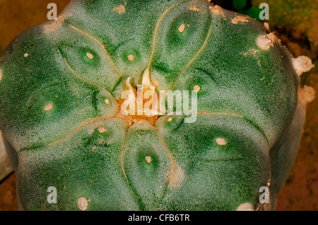 Plan Macro sur petit le peyotl (Lophophora williamsii) cactus poussant sur un pot Banque D'Images