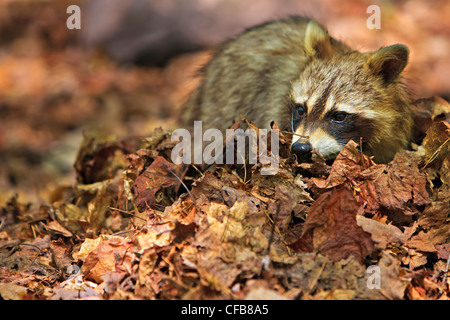 Cute ouaouaron, Rana catesbeiana, fouillant dans les feuilles sèches sur les rives du lac George, Killarney Provincial Park, Ontario, Canada Banque D'Images