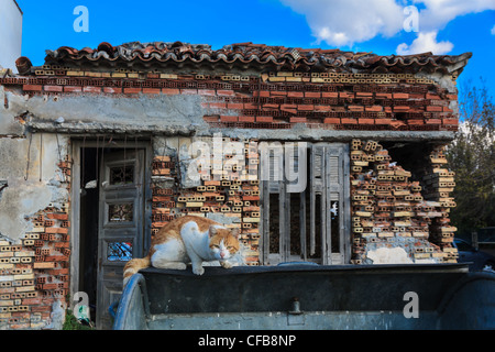 Ancienne maison de brique, ruines de la Grèce avec la CAT pour la recherche avant la corbeille Banque D'Images