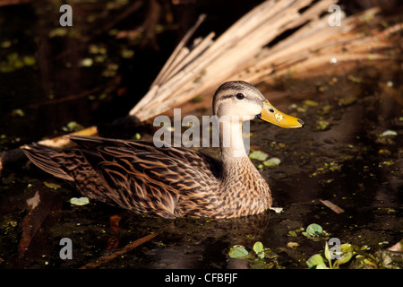 Canard tacheté - Green Cay Wetlands - Boynton Beach, Floride USA Banque D'Images