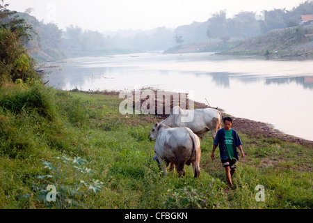 Un agriculteur est l'élevage des vaches de la rive de la rivière Nan, Nan en Thaïlande. Banque D'Images