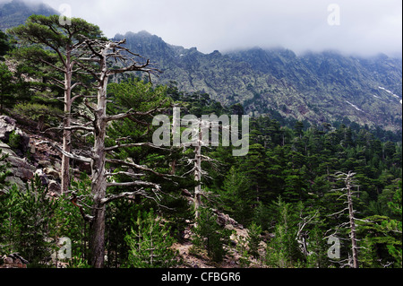 Asco, arbre, pin, pin noir, forêt, bois, arbres, Corse, France, Haut Asco, Haute-Corse, conifère, paysage, paysage, Mélèze Banque D'Images