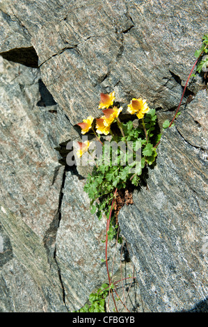 Fleur alpine, la flore alpine, alpine, Engadine, Haute-engadine, rock, falaise, escarpement, mur de roche, Geum reptans, Creepi Banque D'Images